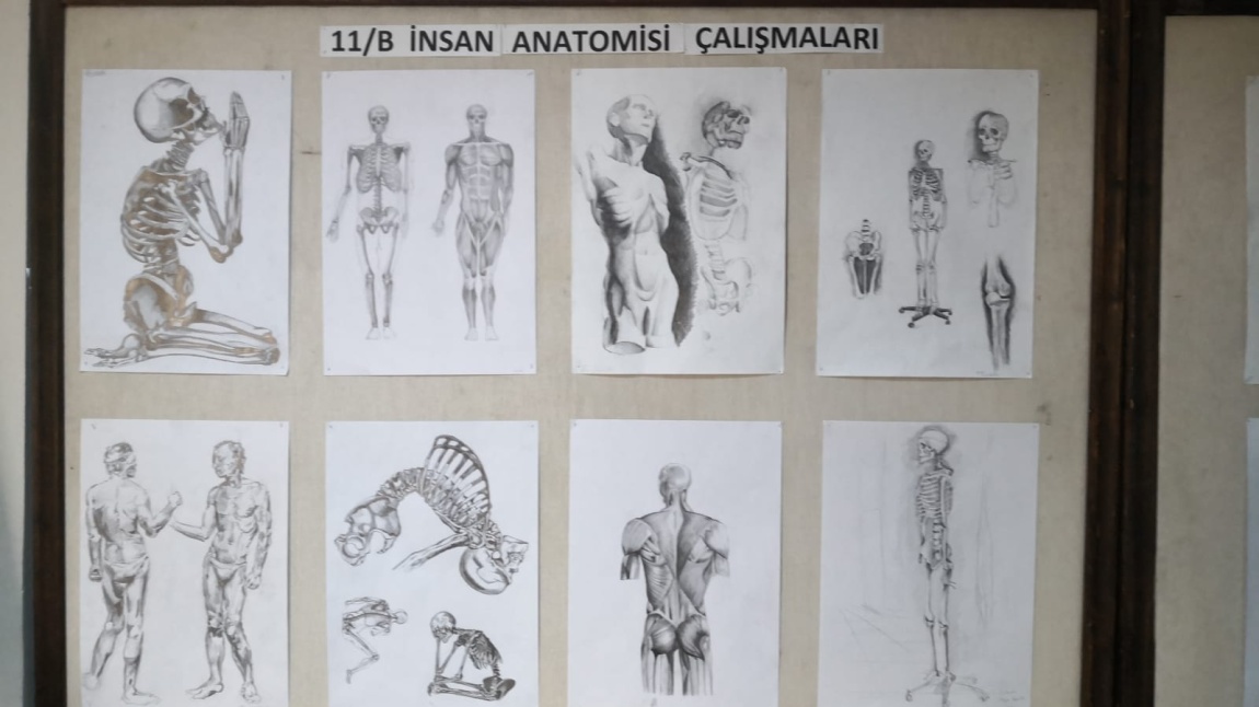 11-B Sınıfı İnsan Anatomisi Çalışmaları